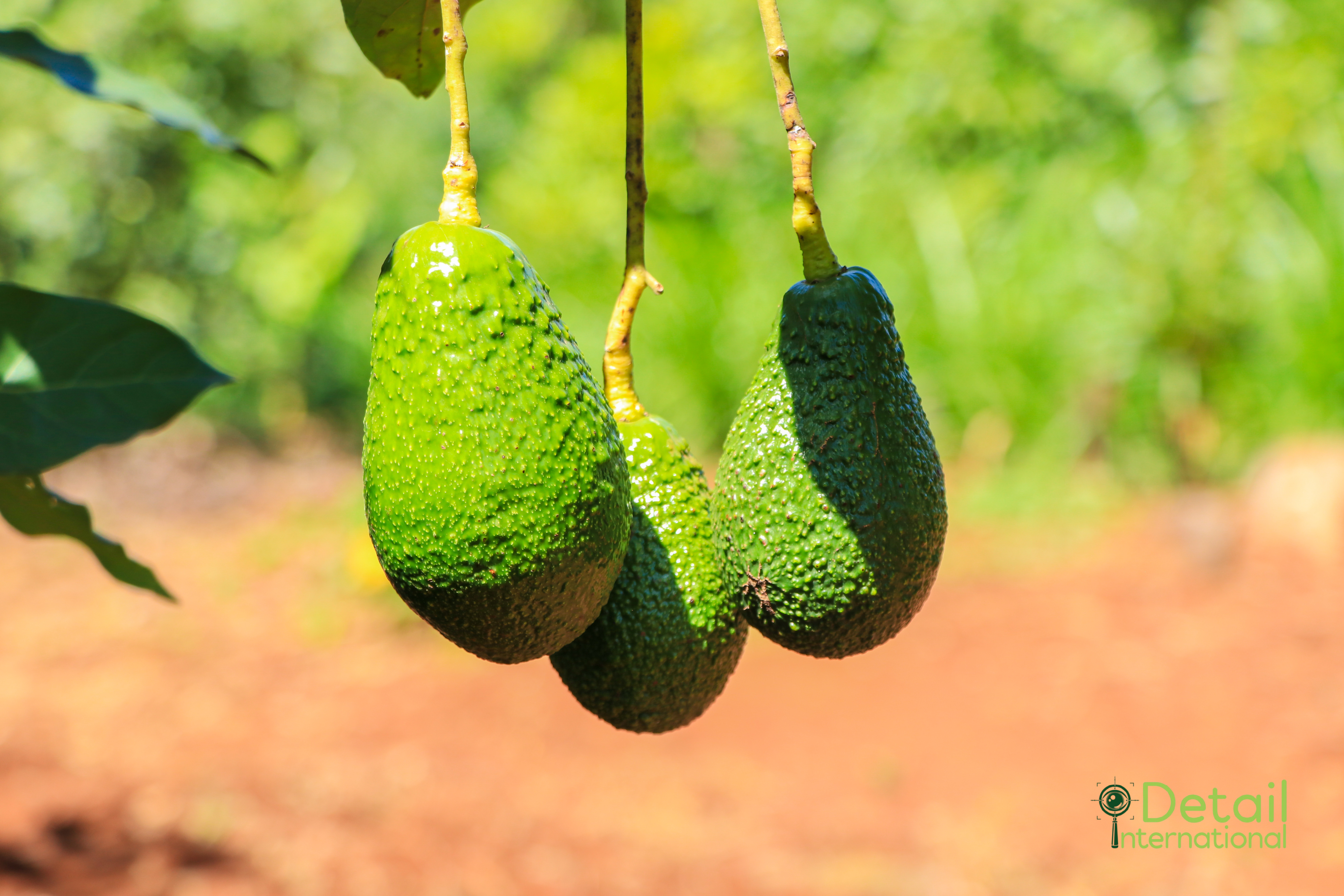 Fresh avocado