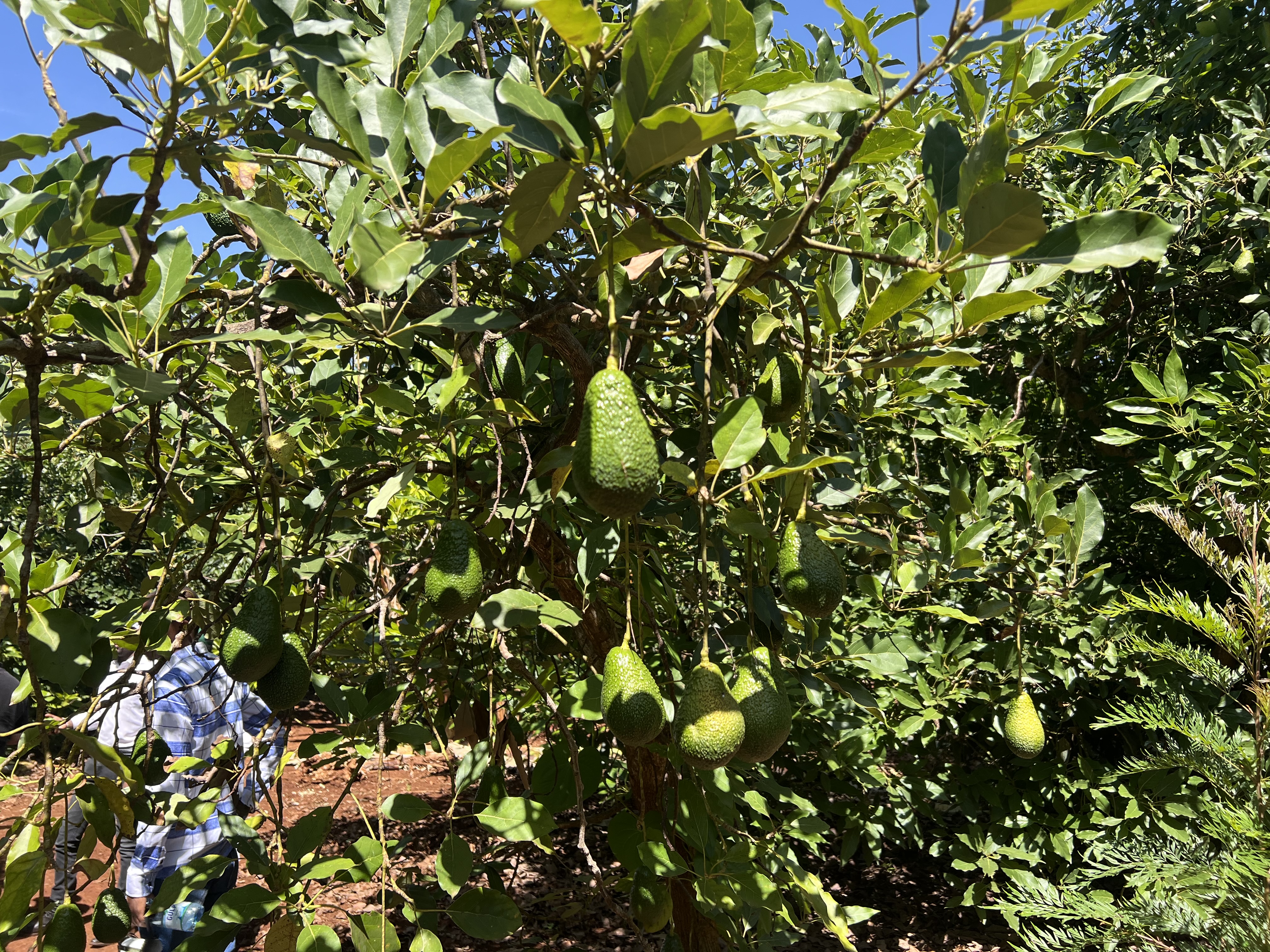 Avocados in basket