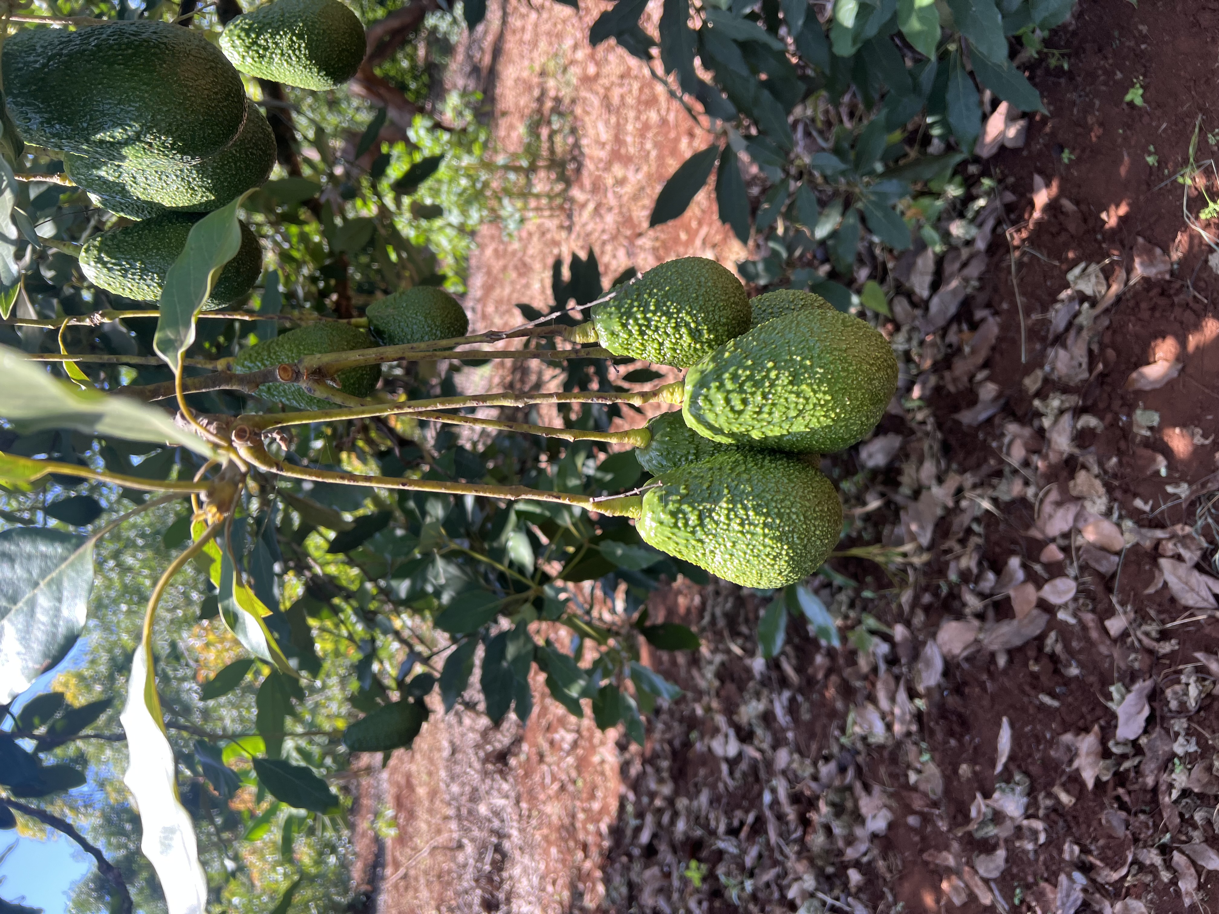 Close-up of cut avocado