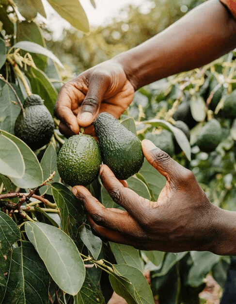 Harvesting