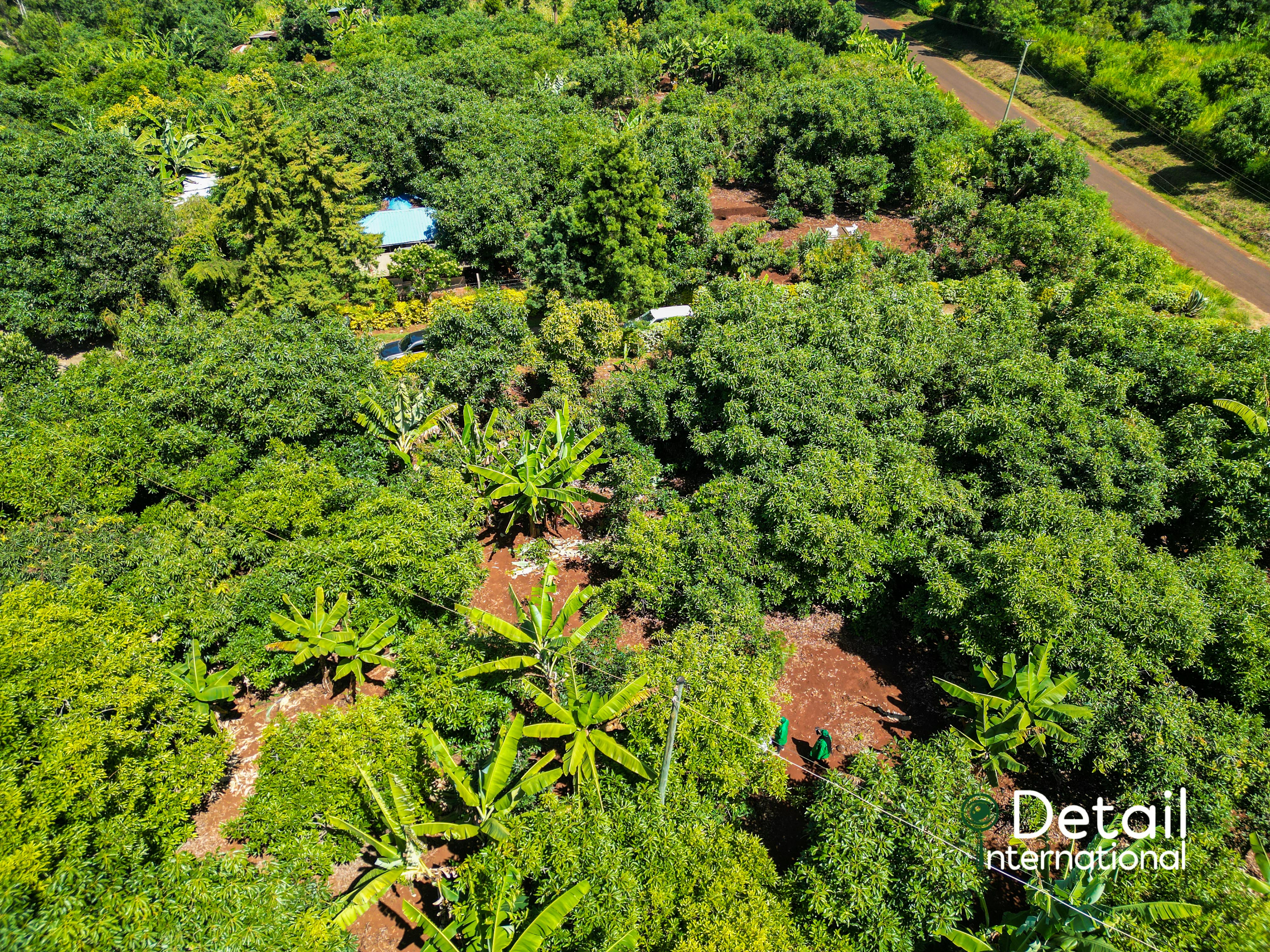 Nyeri farms