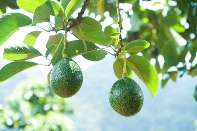 Cut avocado with leaf