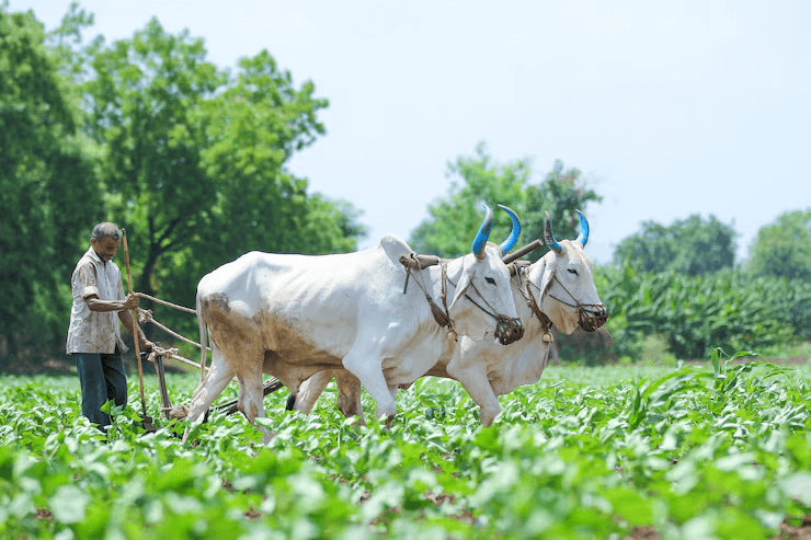 Organic farming